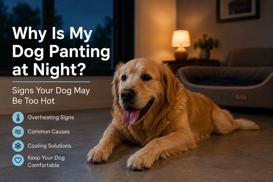 Why Is My Dog Panting at Night? Signs Your Dog May Be Too Hot